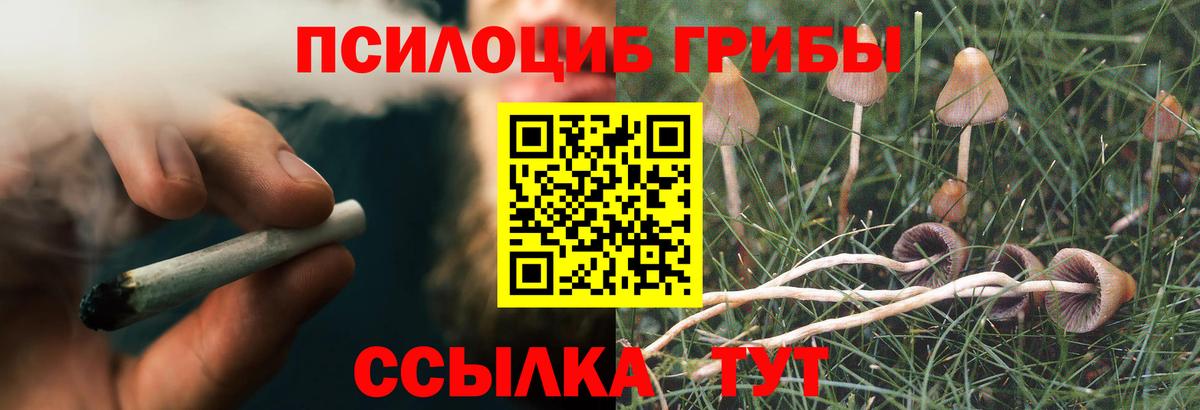 Галлюциногенные грибы Psilocybe Зерноград